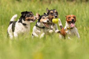 Le razze di cane migliori per una famiglia