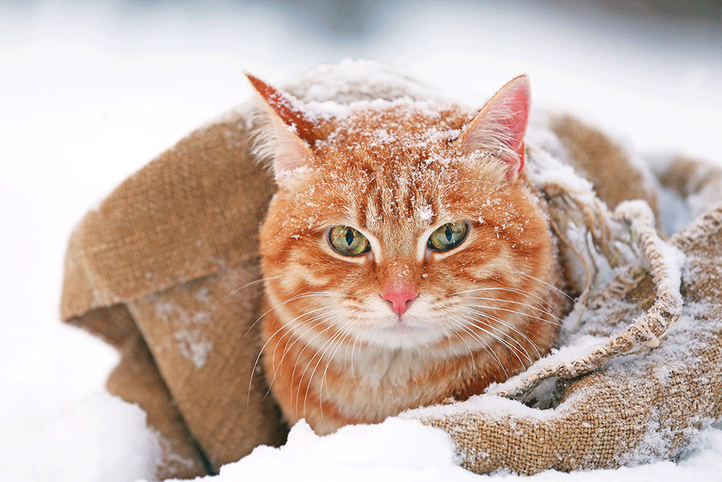 gatto nella neve