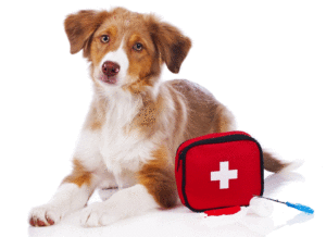 Il kit di pronto soccorso per animali domestici