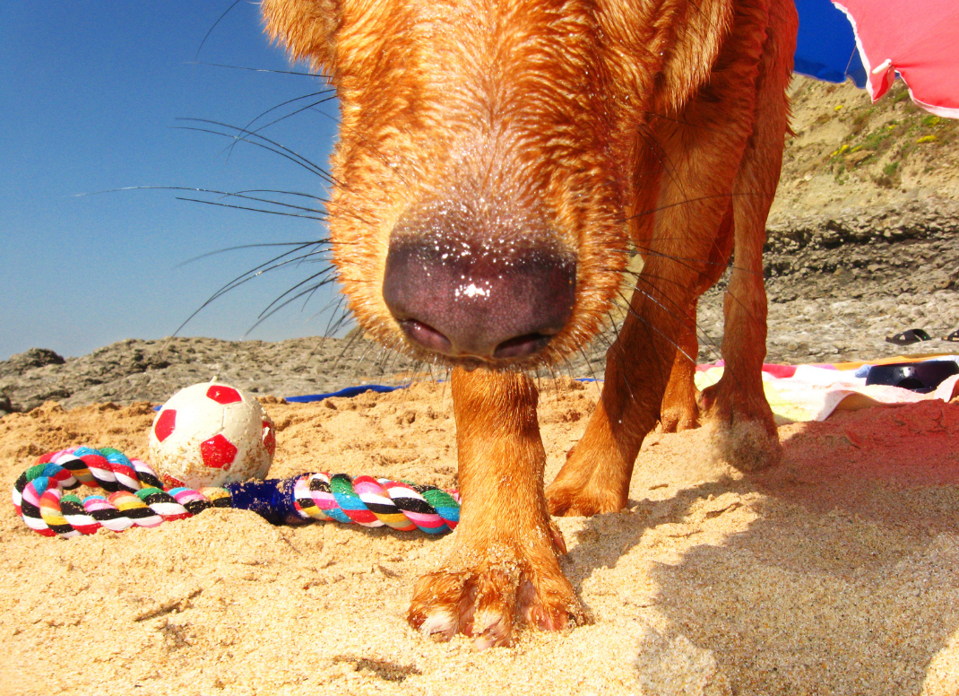 cane in spiaggia