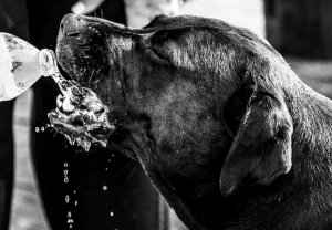 cane che beve bianco e nero