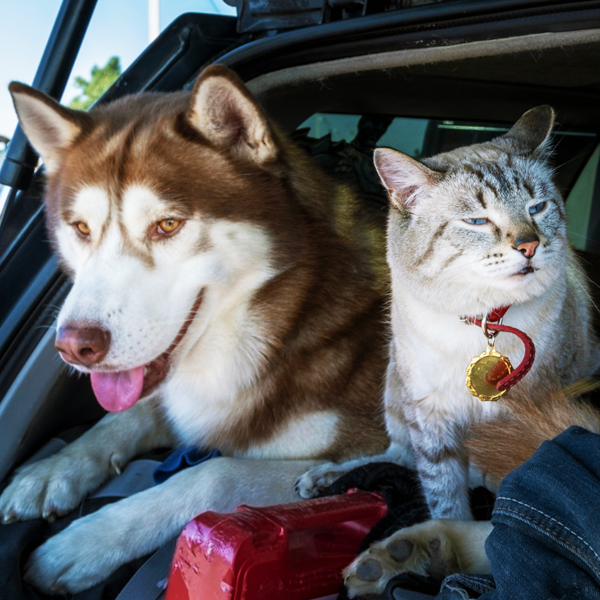 cane e gatto in bagagliaio
