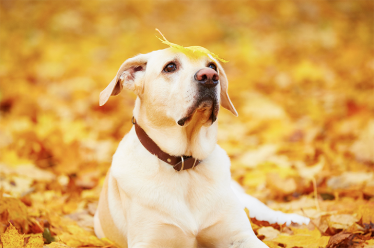 cane in foglie gialle