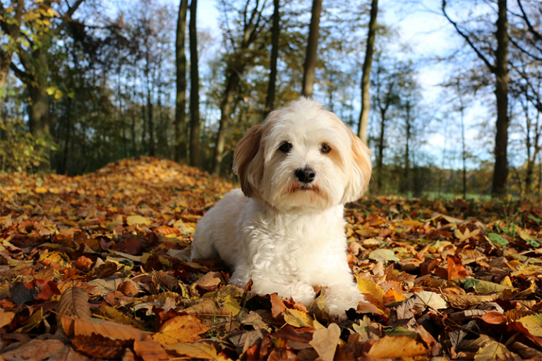 canino in autunno