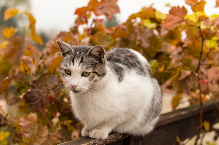 gatto in autunno