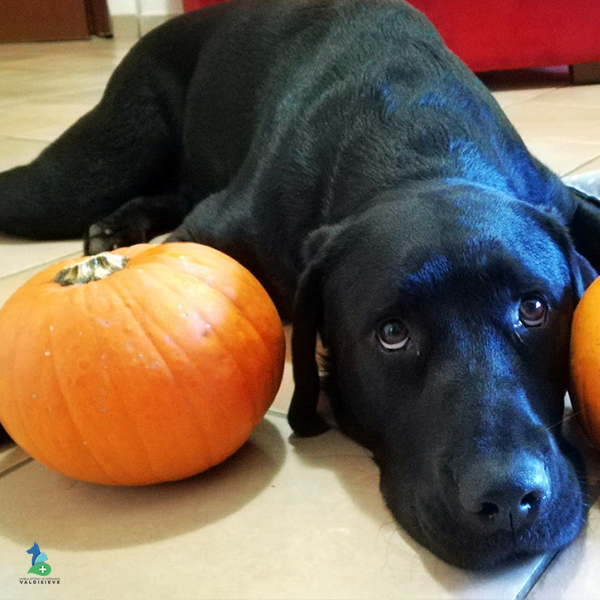 cane con zucca