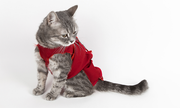 gatto sterilizzato pigiamino rosso
