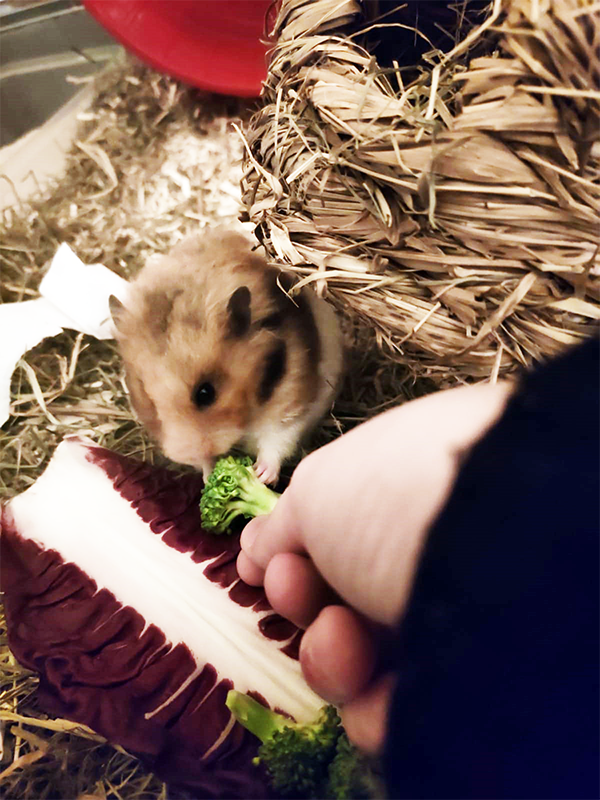 cosa mangia un criceto