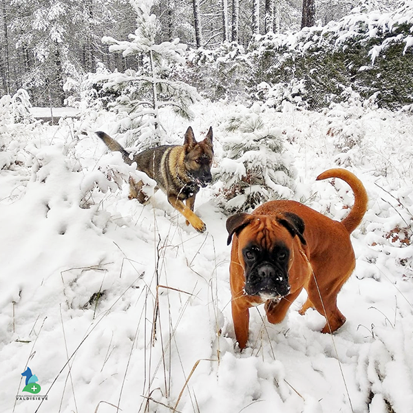 due cani sulla neve