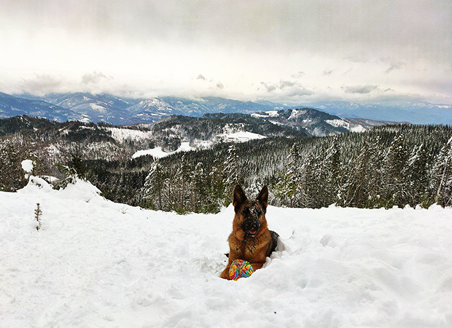 cane in montagna