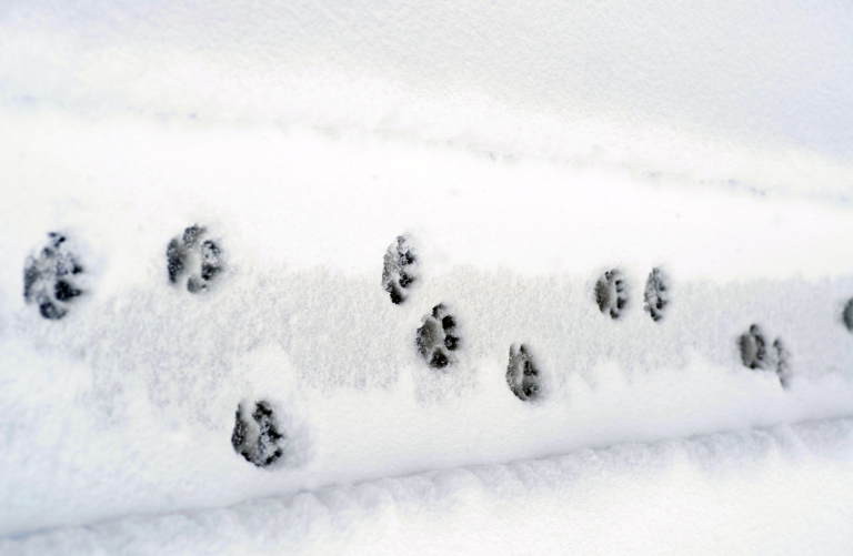 impronte di cane sulla neve